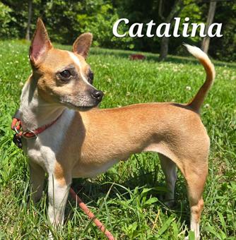 Enlarge Catalina, a Adoptable Chihuahua in Canterbury, CT image 2/5