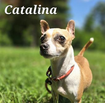 Enlarge Catalina, a Adoptable Chihuahua in Canterbury, CT image 3/5