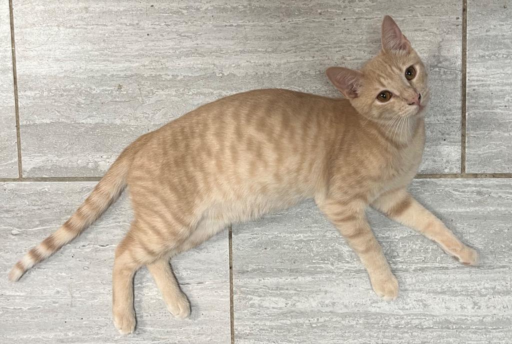 Swiss Cheese, ADOPTABLE, Kitten Male Domestic Short Hair.