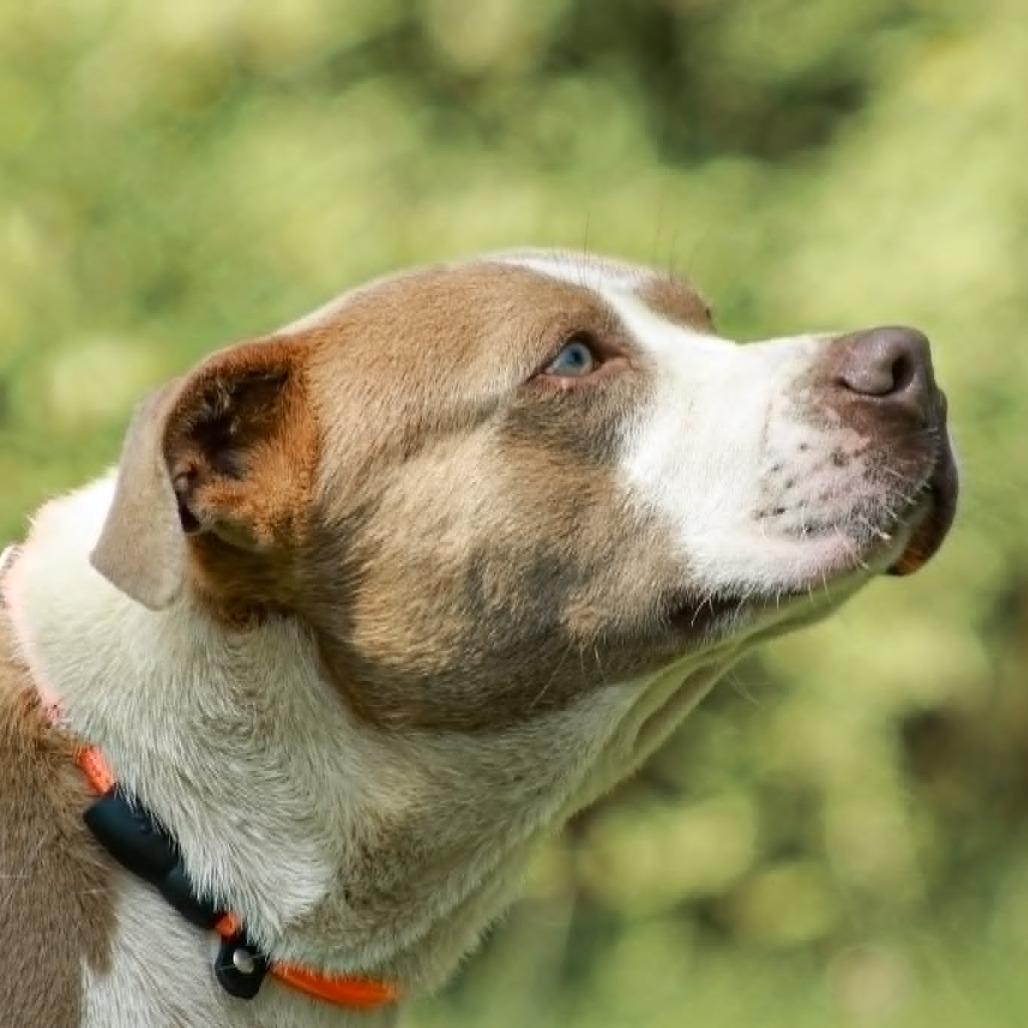 Enlarge Spot, a Adoptable mixed breed in Madisonville, KY image 2/5