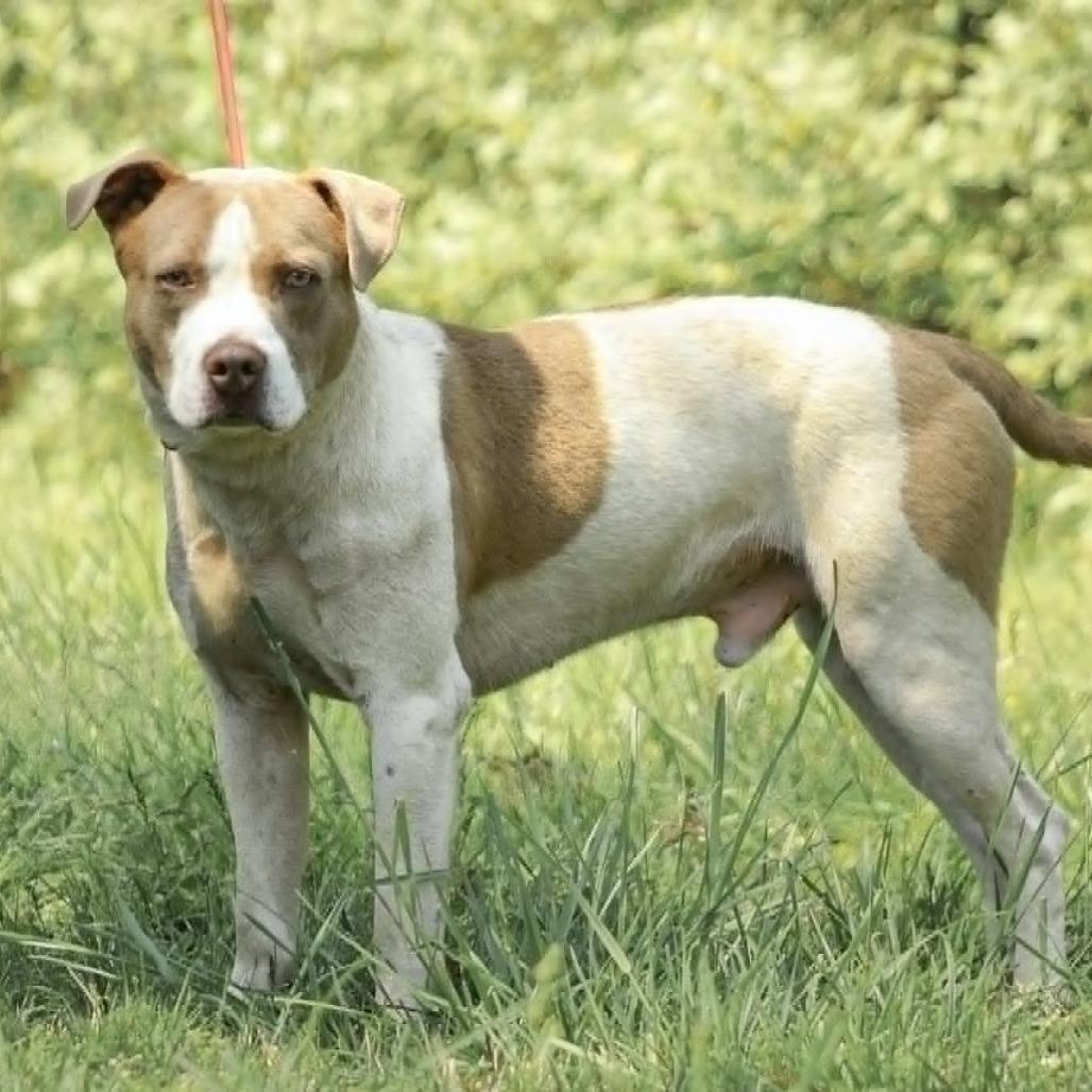 Enlarge Spot, a Adoptable mixed breed in Madisonville, KY image 3/5