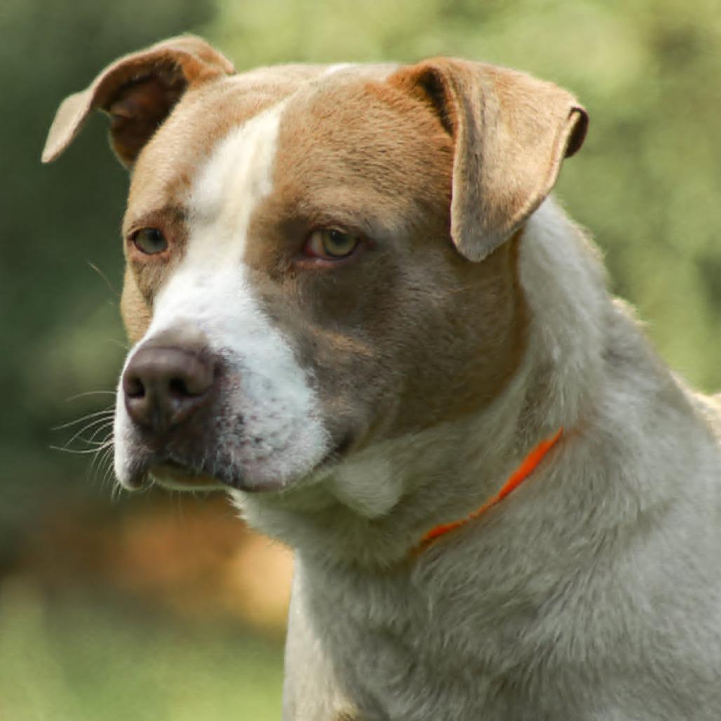 Enlarge Spot, a Adoptable mixed breed in Madisonville, KY image 4/5