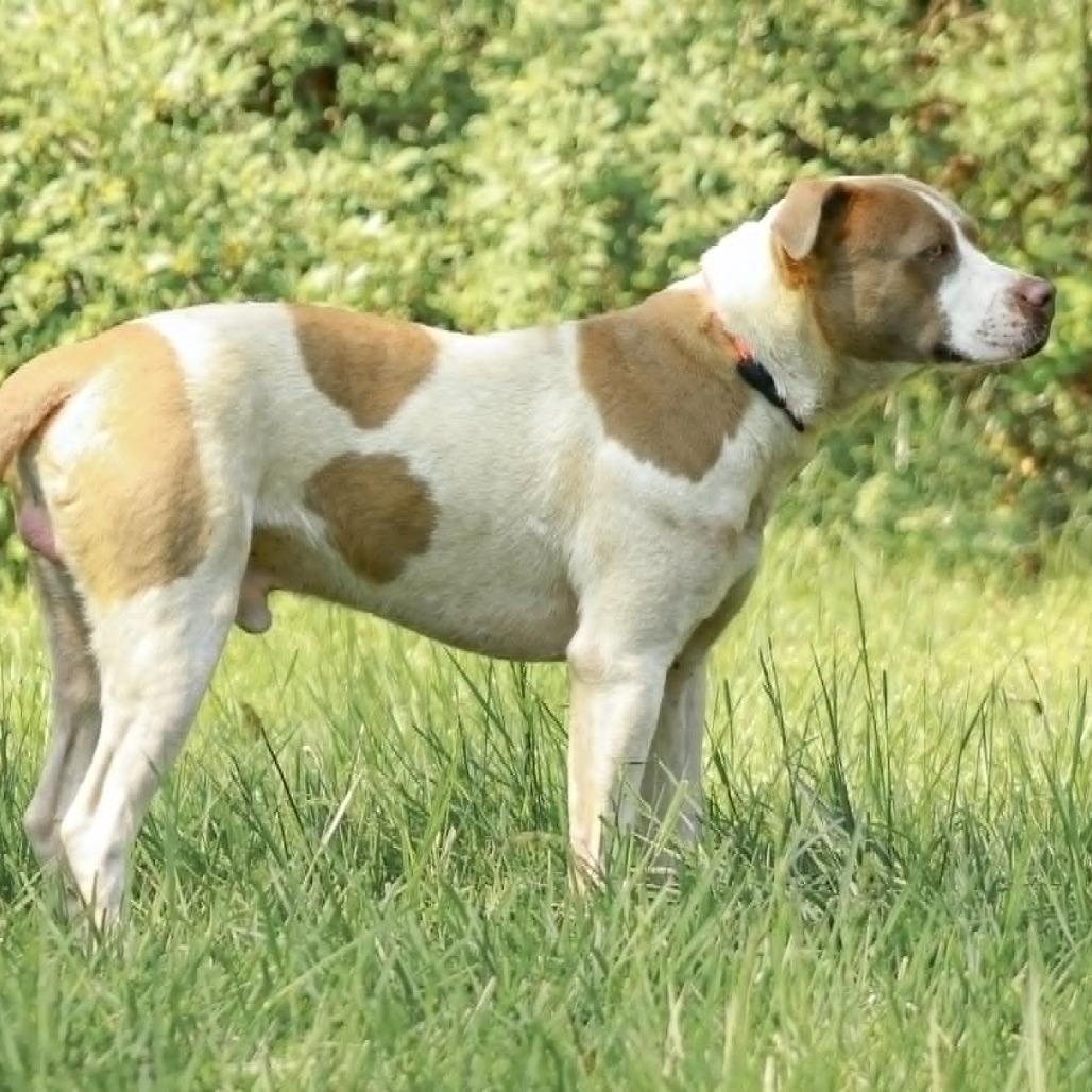 Enlarge Spot, a Adoptable mixed breed in Madisonville, KY image 5/5
