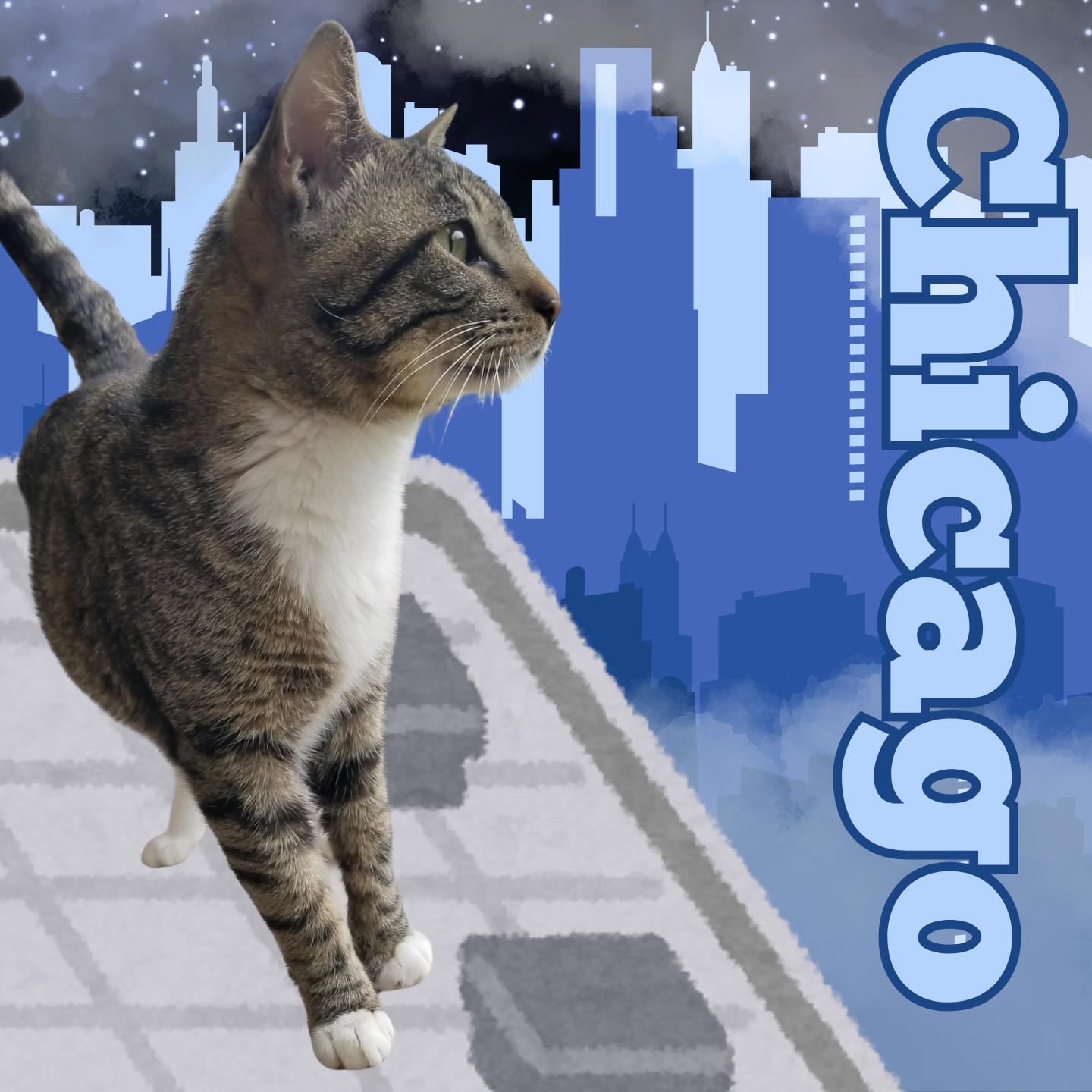 Chicago, an adoptable Domestic Short Hair in Aransas Pass, TX image 1/2