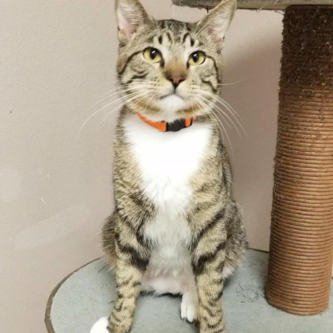Chicago, an adopted Domestic Short Hair in Aransas Pass, TX image 5/5