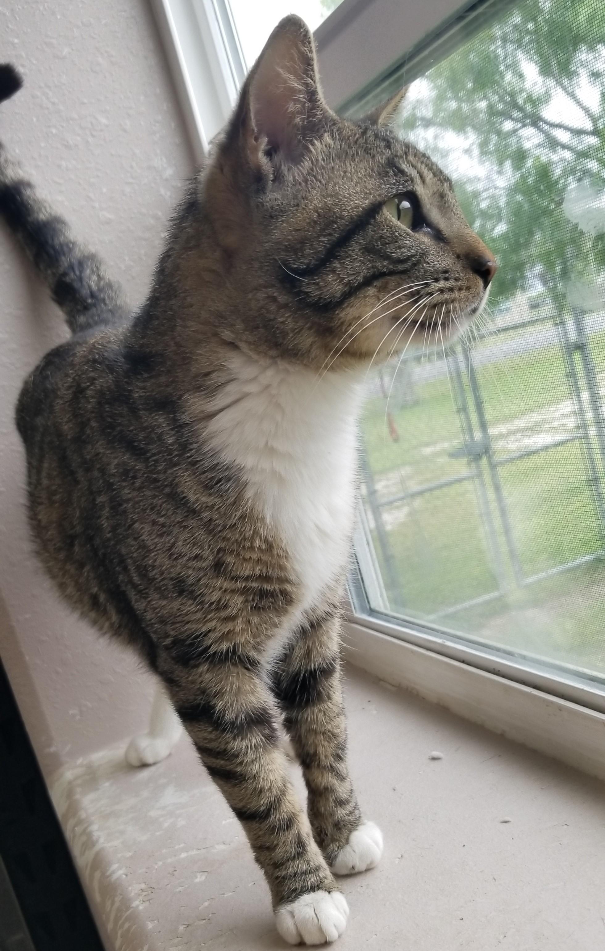 Chicago, an adoptable Domestic Short Hair in Aransas Pass, TX image 2/2