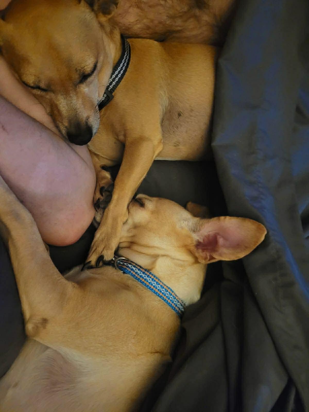 Enlarge Coffee and Dolly, a ADOPTABLE mixed breed in Calgary, AB image 3/5