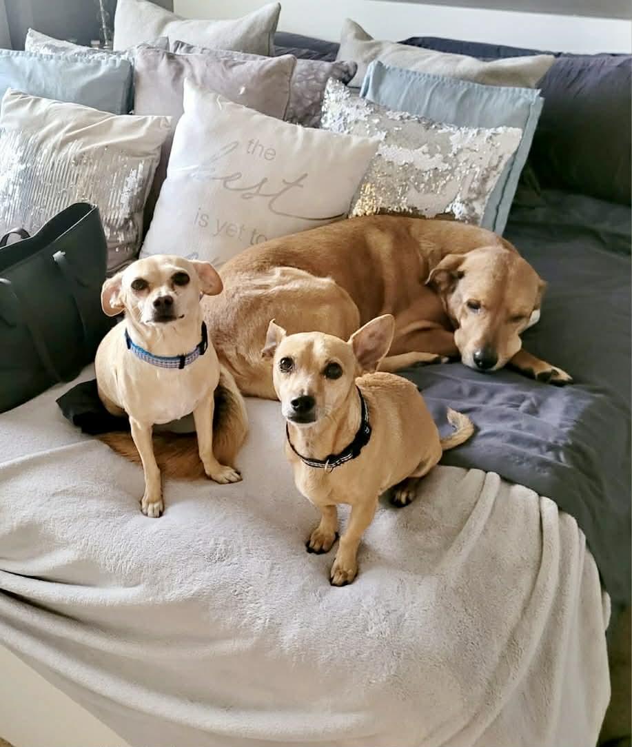 Enlarge Coffee and Dolly, a ADOPTABLE mixed breed in Calgary, AB image 2/5