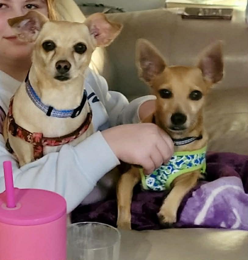 Coffee and Dolly, ADOPTABLE, Adult Male Chihuahua.