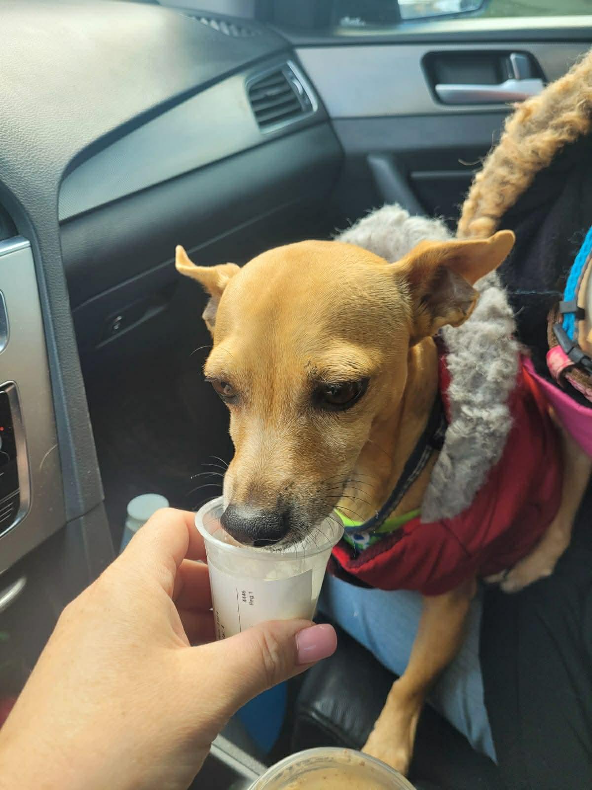 Enlarge Coffee and Dolly, a ADOPTABLE mixed breed in Calgary, AB image 4/5