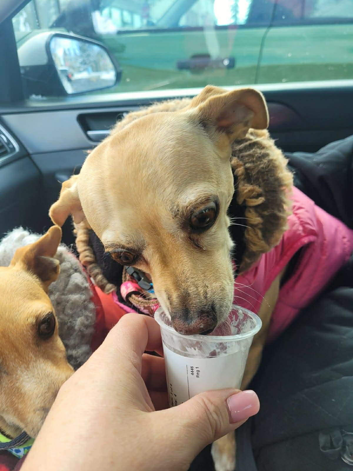 Enlarge Coffee and Dolly, a ADOPTABLE mixed breed in Calgary, AB image 5/5