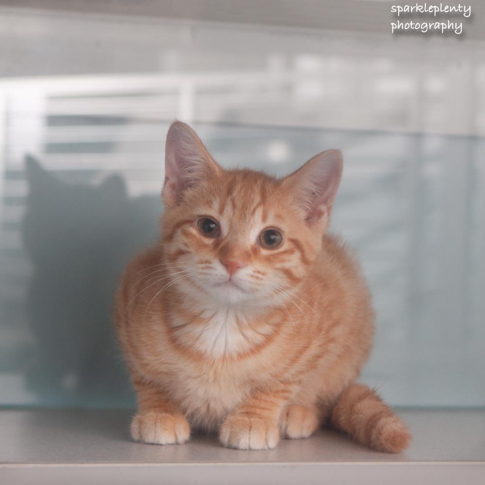 Enlarge Janet, an adoptable Domestic Short Hair in Ridgefield, CT image 2/5