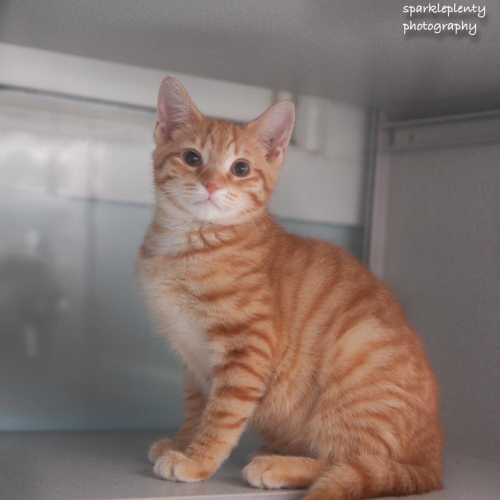 Janet, adoptable, Kitten Female Domestic Short Hair.