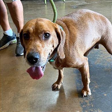 Zuez, Adoptable, Adult Male Mixed Breed.