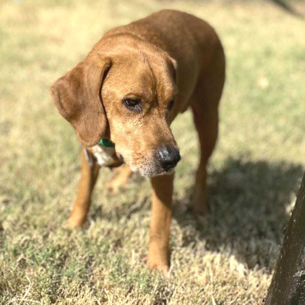 Enlarge Zuez, a Adoptable Mixed Breed in Denison, TX image 2/6