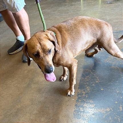 Zuez, a Adoptable Mixed Breed in Denison, TX image 2/3