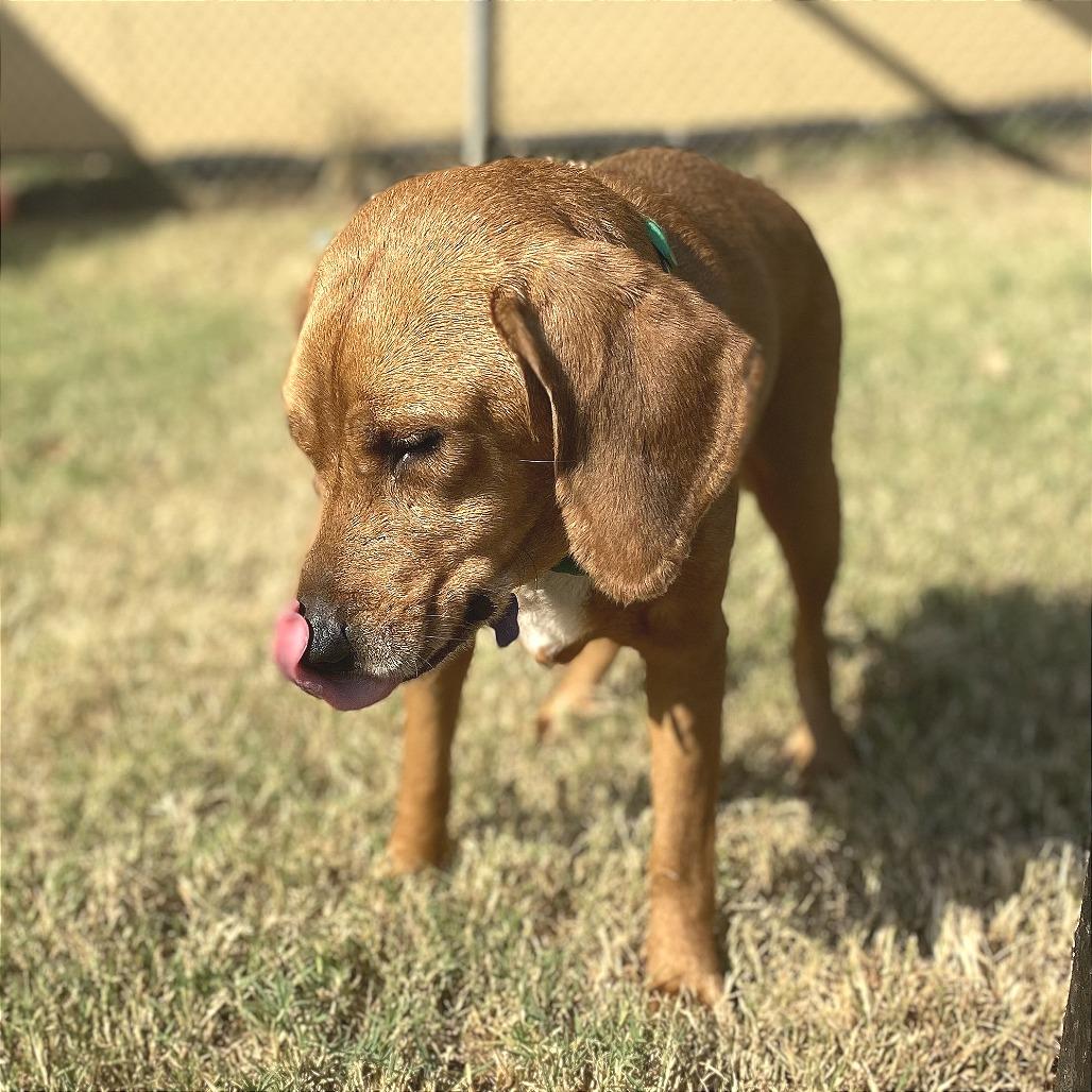 Enlarge Zuez, a Adoptable Mixed Breed in Denison, TX image 4/6