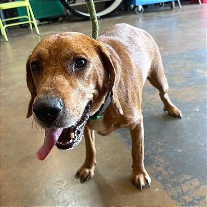 Zuez, a Adoptable Mixed Breed in Denison, TX image 3/3