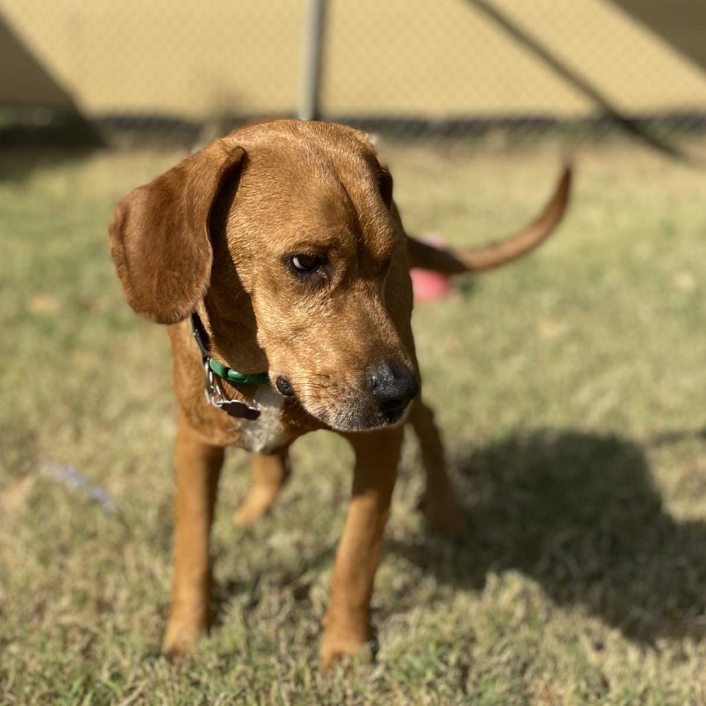 Enlarge Zuez, a Adoptable Mixed Breed in Denison, TX image 6/6