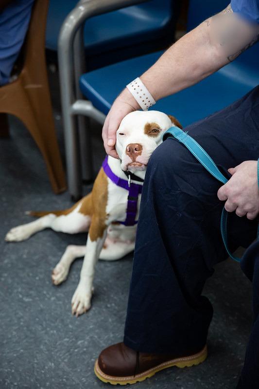 Bethany, a ADOPTABLE Mixed Breed in Philadelphia, PA image 2/5