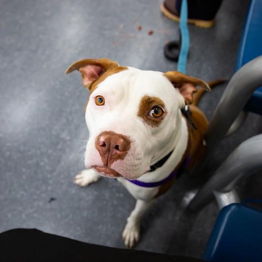 Bethany, ADOPTABLE, Young Female Mixed Breed.