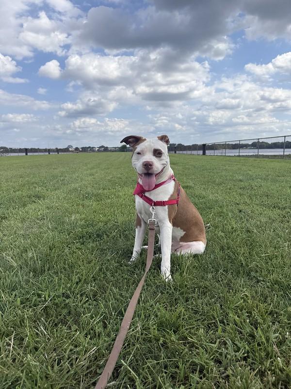 Bethany, Adopted, Young Female Mixed Breed.