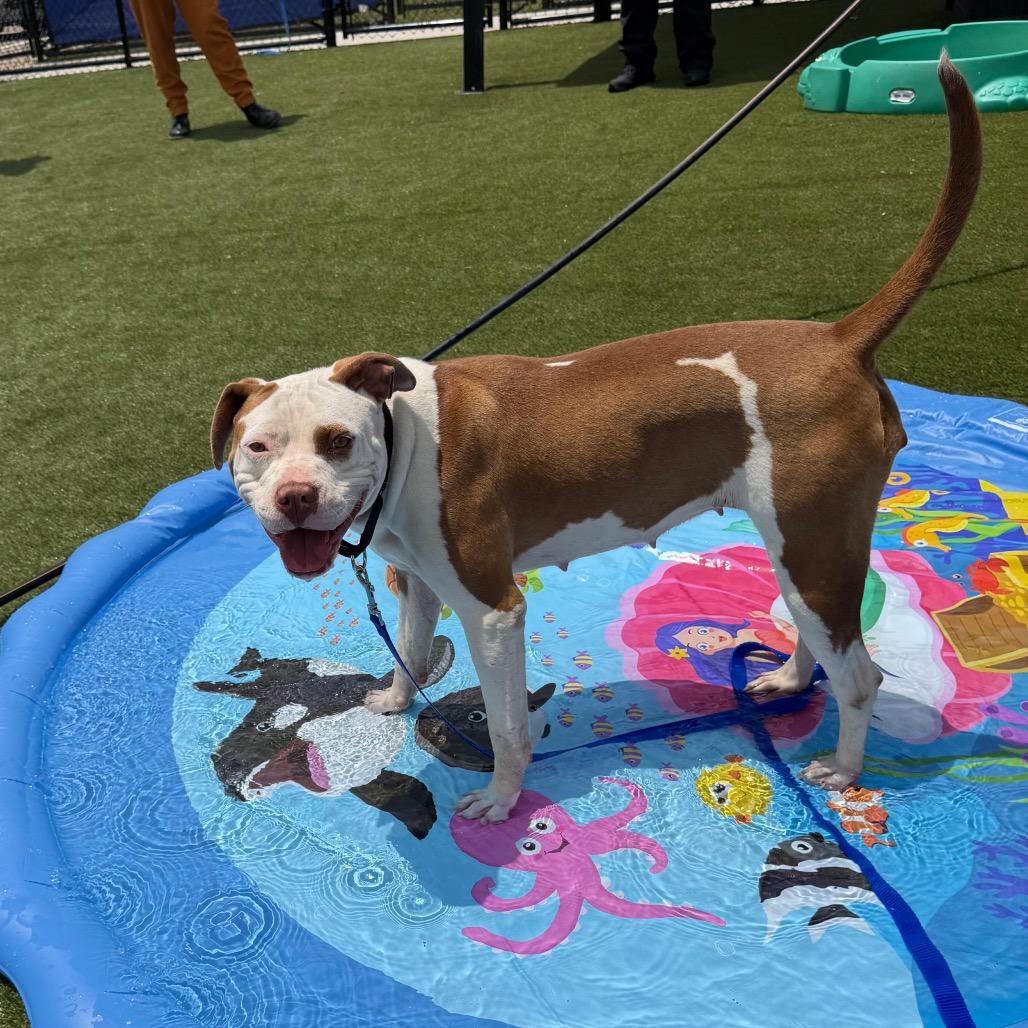 Bethany, a ADOPTABLE Mixed Breed in Philadelphia, PA image 5/5