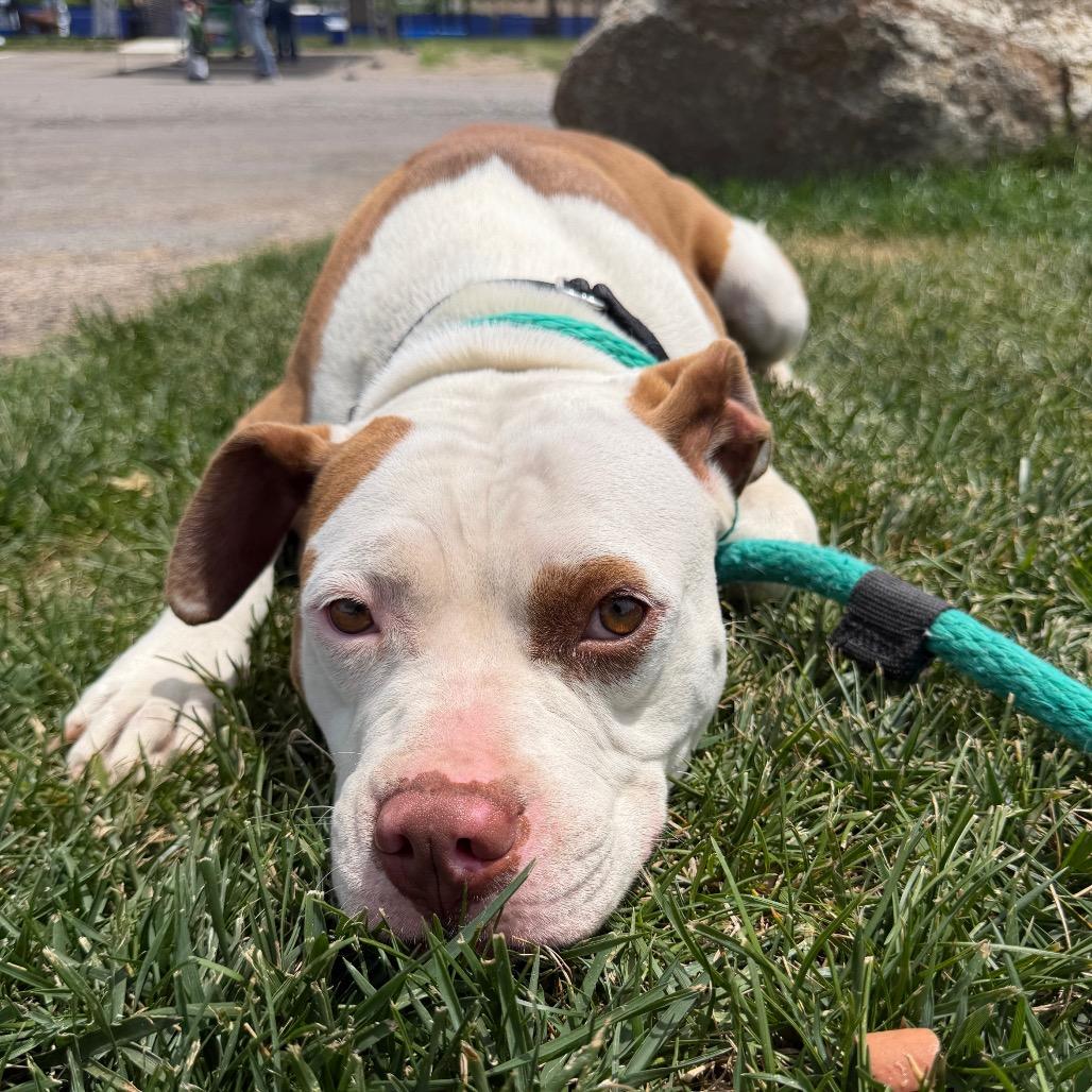 Bethany, a ADOPTABLE Mixed Breed in Philadelphia, PA image 4/5