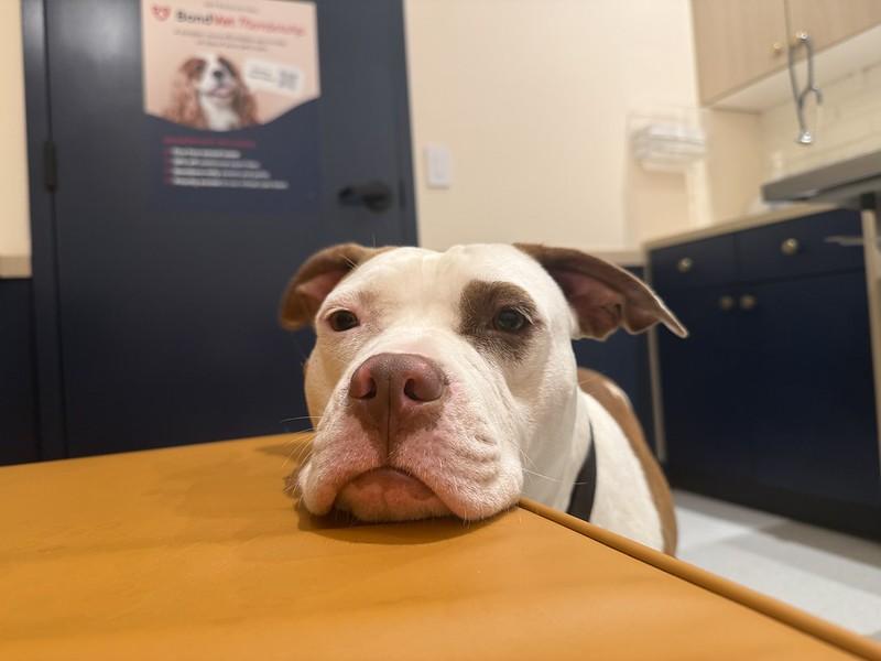 Enlarge Bethany, a Adopted Mixed Breed in Philadelphia, PA image 5/6