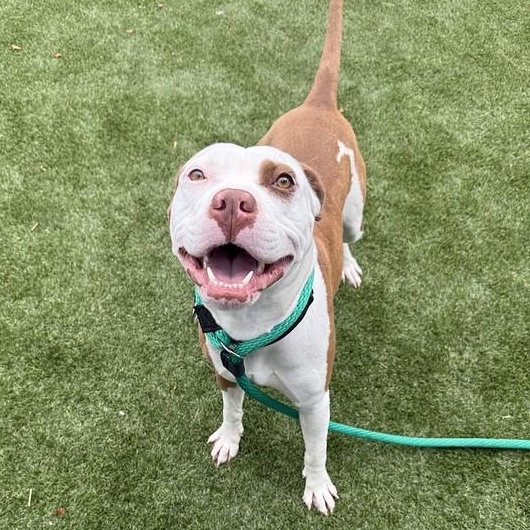 Bethany, a ADOPTABLE Mixed Breed in Philadelphia, PA image 3/5