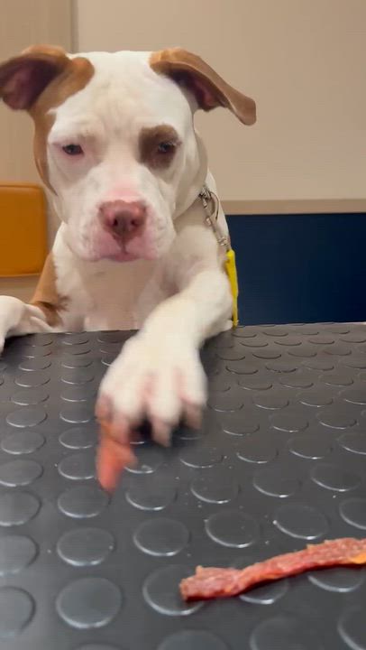 Enlarge Bethany, a Adopted Mixed Breed in Philadelphia, PA video 6/6