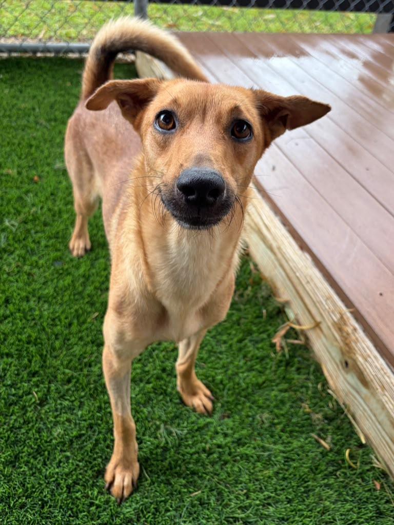Enlarge Princesa, a ADOPTABLE Mixed Breed in Morristown, NJ image 1/3
