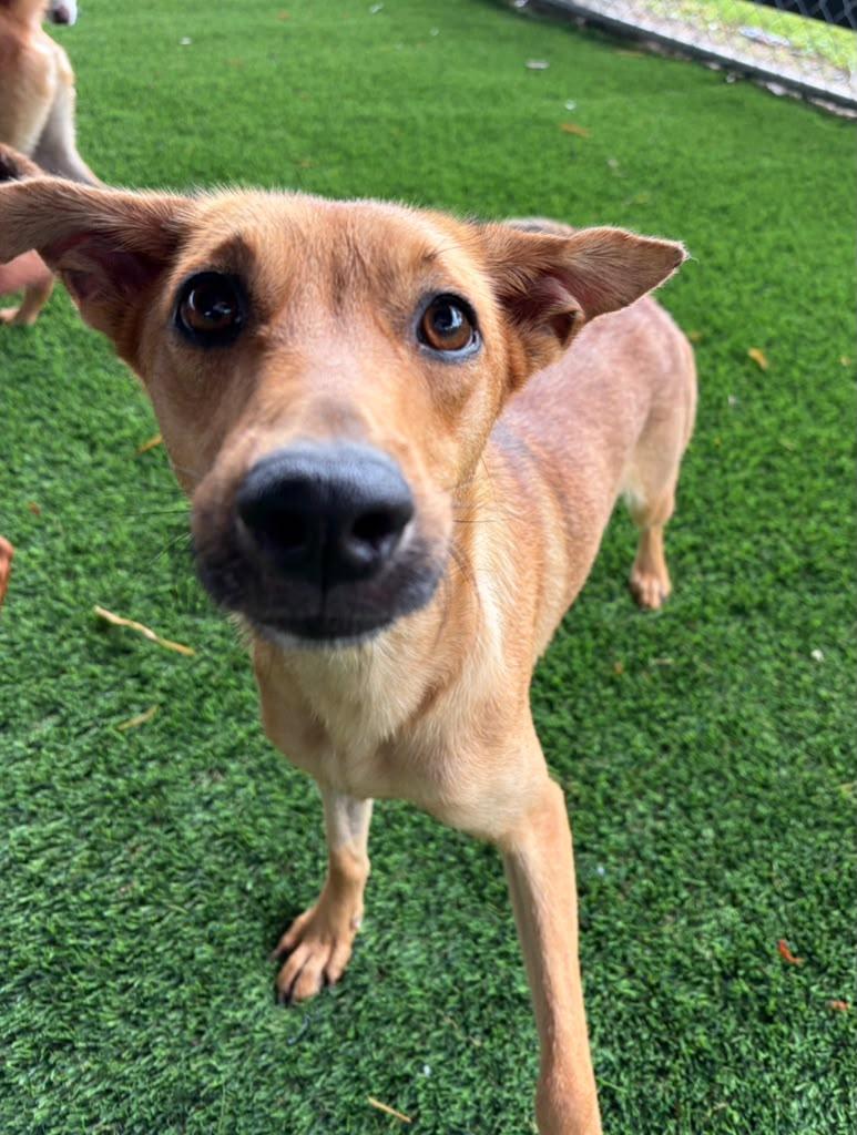 Enlarge Princesa, a ADOPTABLE Mixed Breed in Morristown, NJ image 2/3