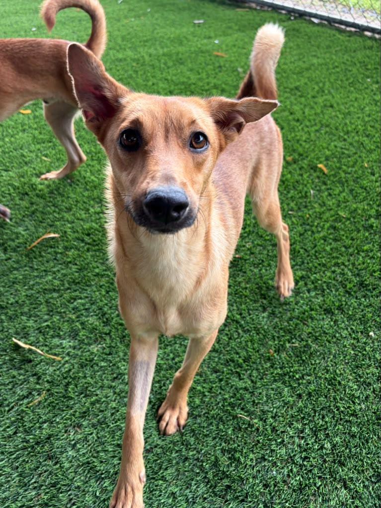 Enlarge Princesa, a ADOPTABLE Mixed Breed in Morristown, NJ image 3/3
