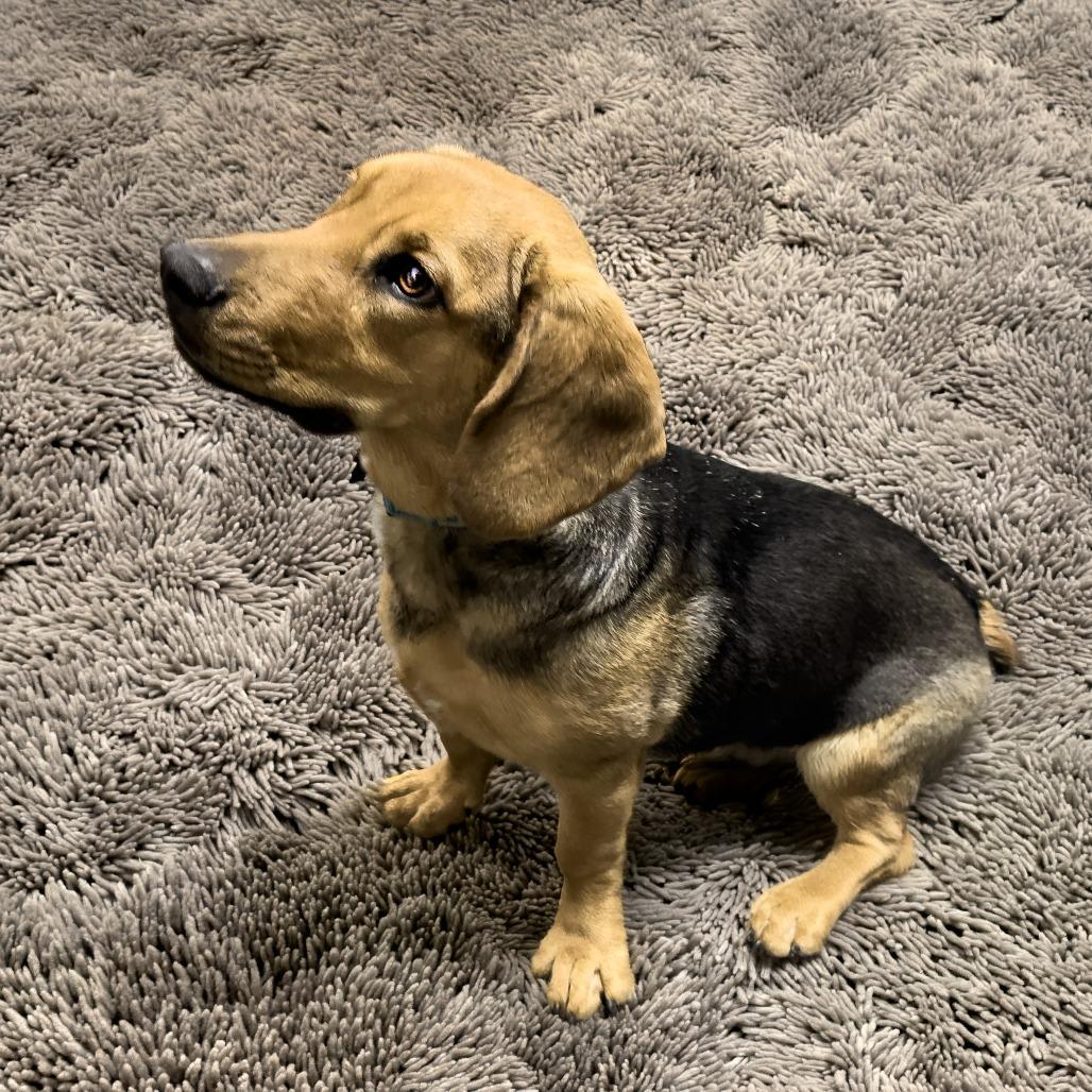 Enlarge Fiona, a Adoptable mixed breed in Wichita, KS image 1/6