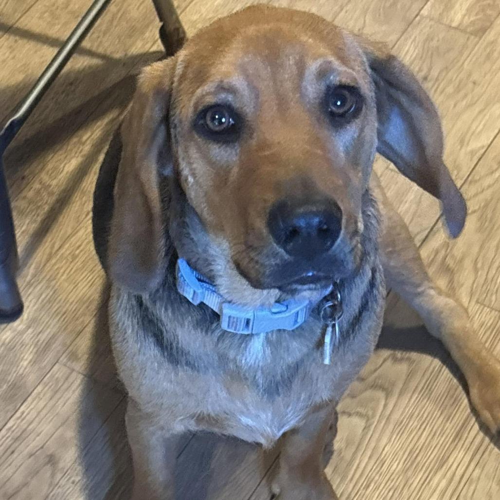 Fiona, a Adoptable mixed breed in Wichita, KS image 3/6