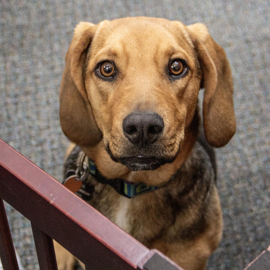 Fiona, a Adoptable mixed breed in Wichita, KS image 5/6