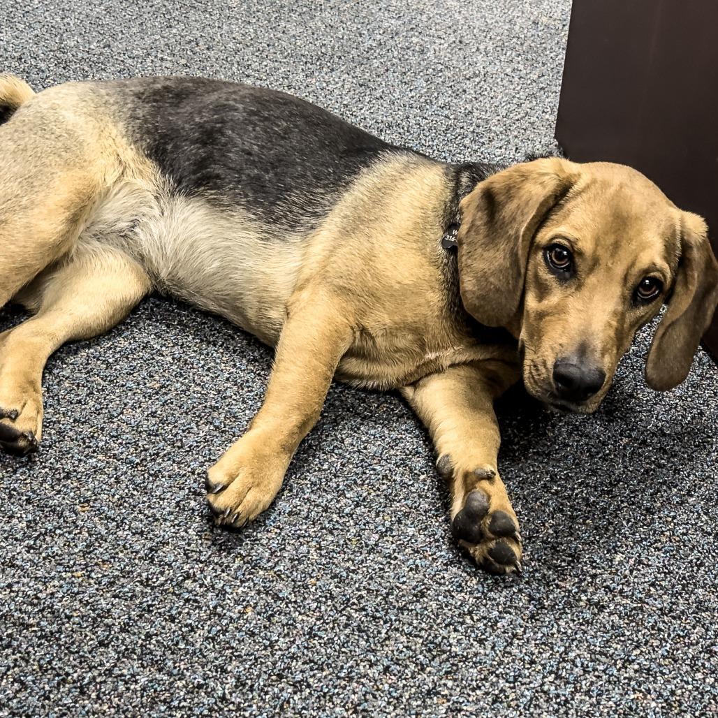 Enlarge Fiona, a Adoptable mixed breed in Wichita, KS image 6/6