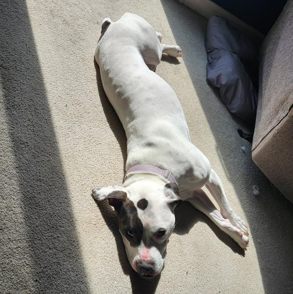 Bella (Courtesy Post)