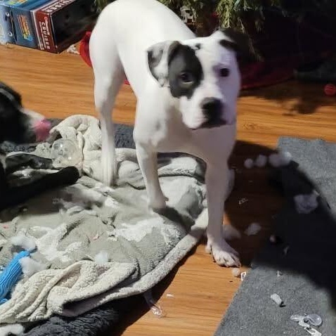 Bella (Courtesy Post), Adoptable, Adult Female American Bully.