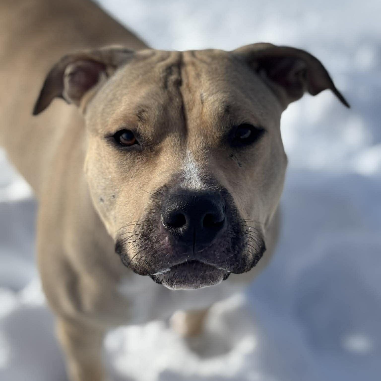 May, an adopted mixed breed in Tioga, PA image 2/6