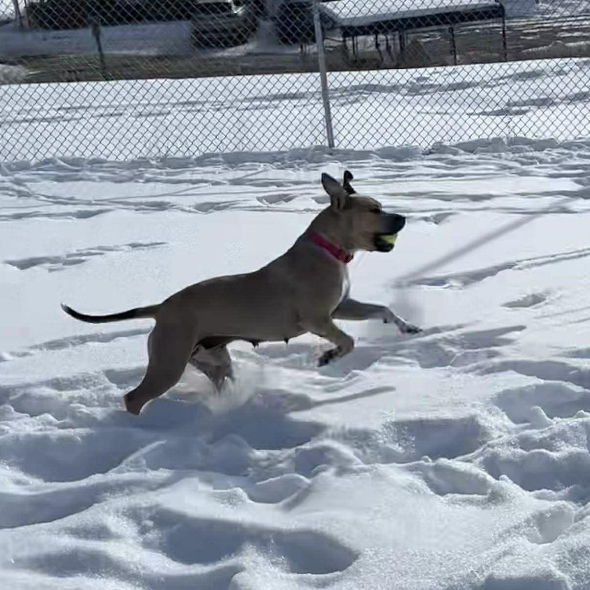 May, an adopted mixed breed in Tioga, PA image 5/6