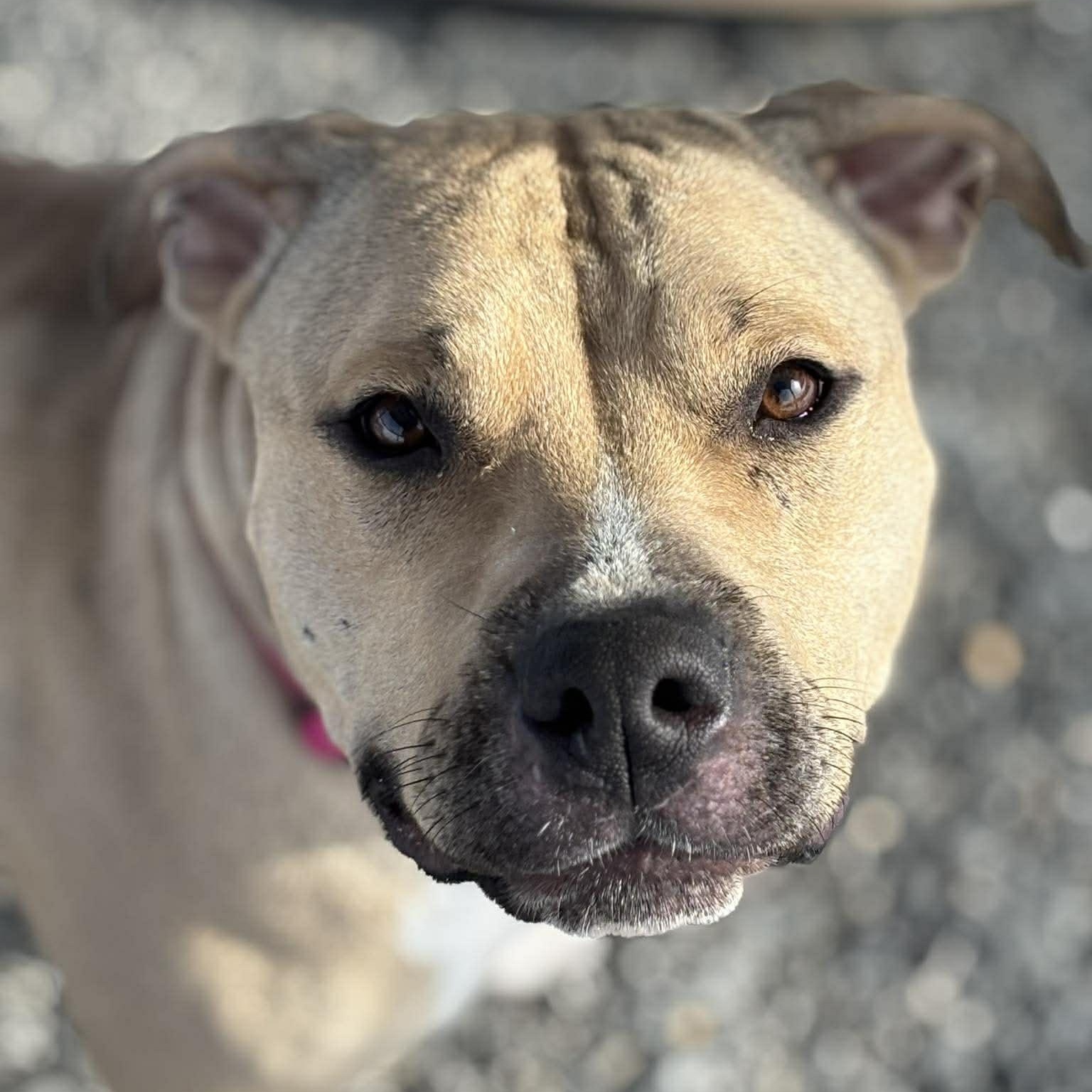 May, adopted, Young Female Pit Bull Terrier.