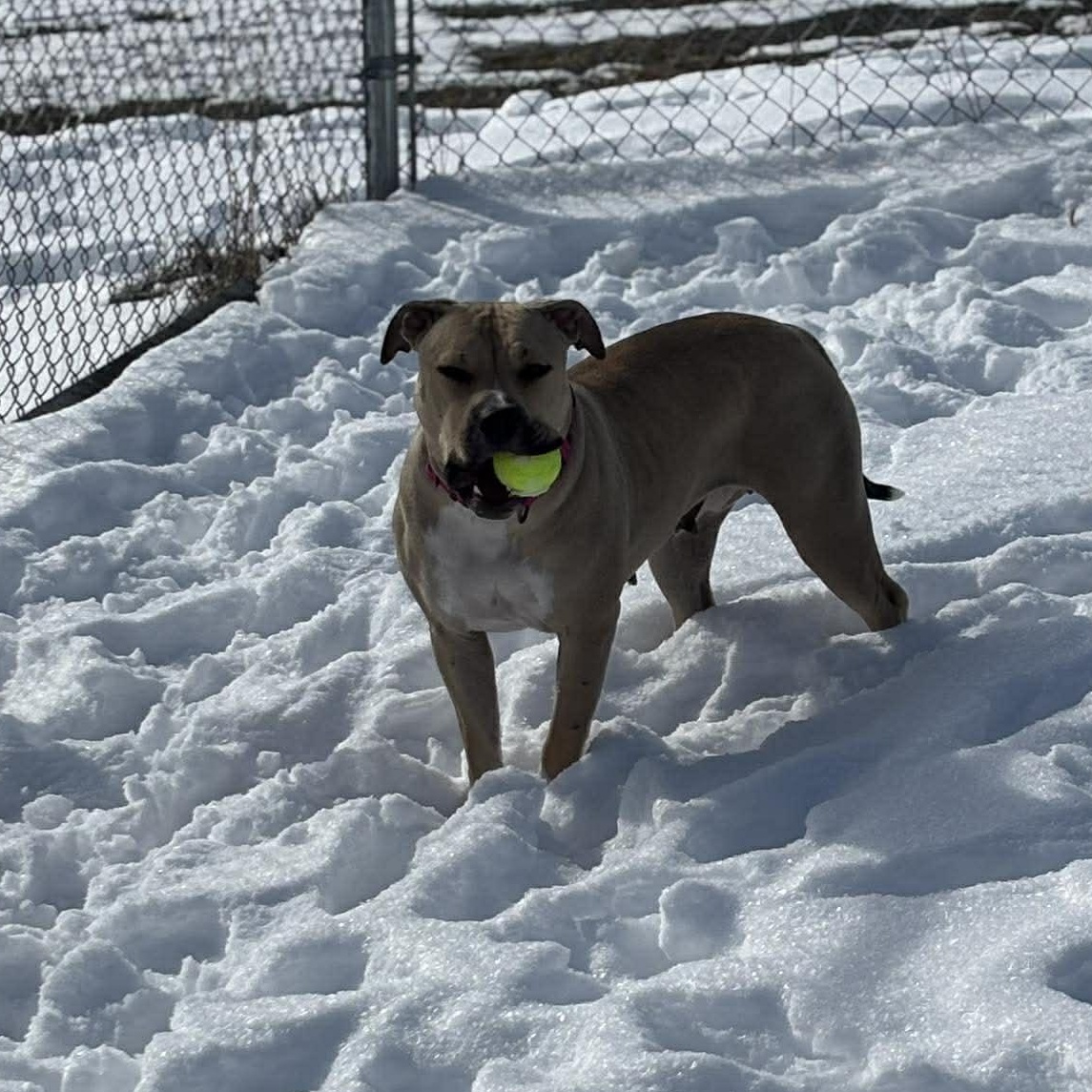 May, an adopted mixed breed in Tioga, PA image 6/6