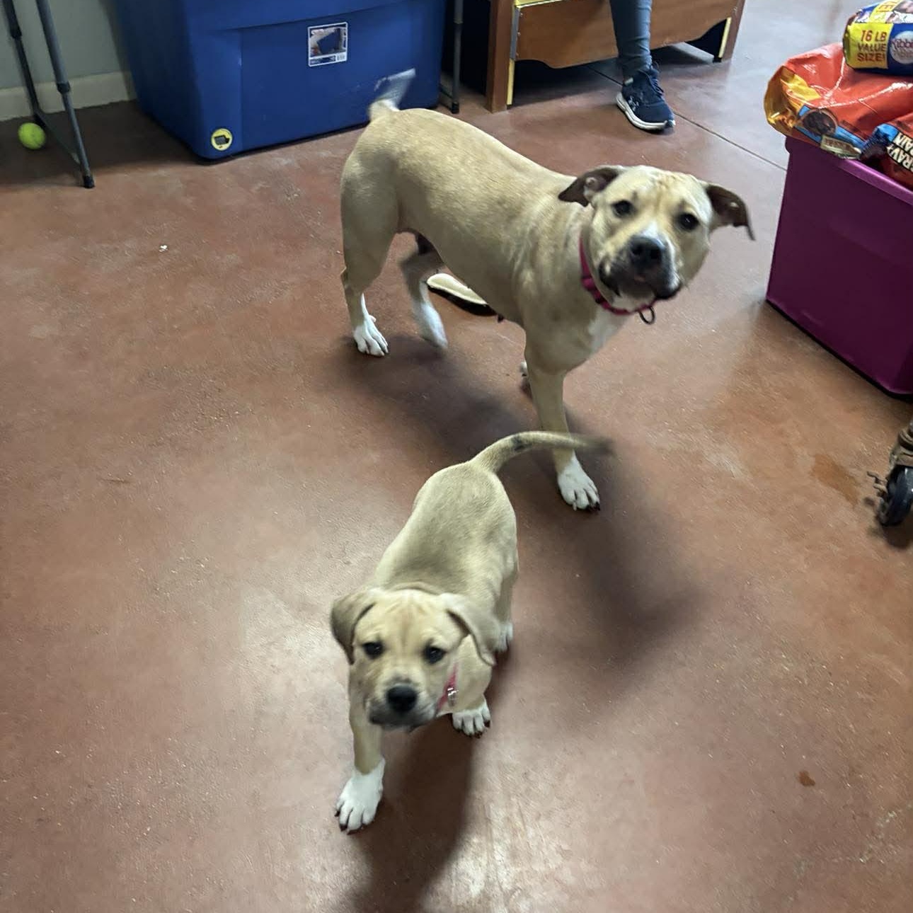 May, an adopted mixed breed in Tioga, PA image 3/6