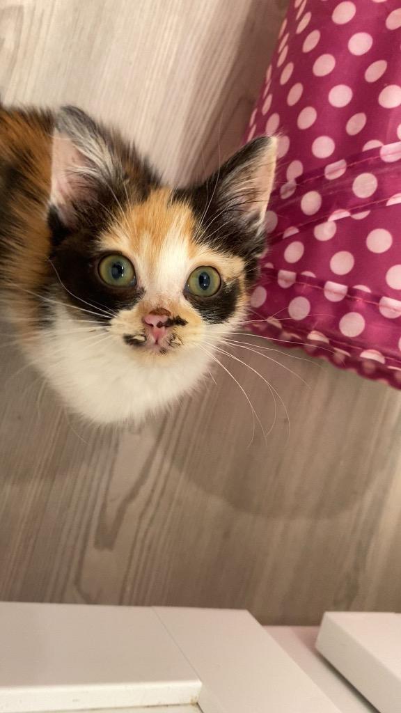 Nelly, Adoptable, Kitten Female Domestic Short Hair.