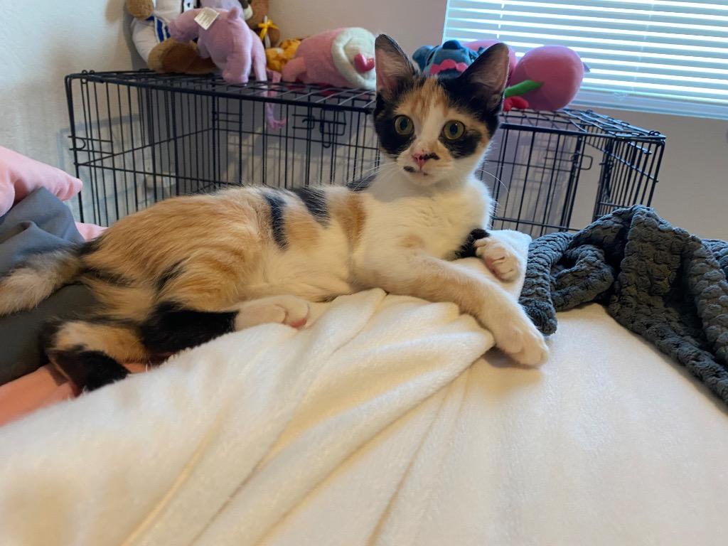 Nelly, a Adoptable mixed breed in New Braunfels, TX image 2/6