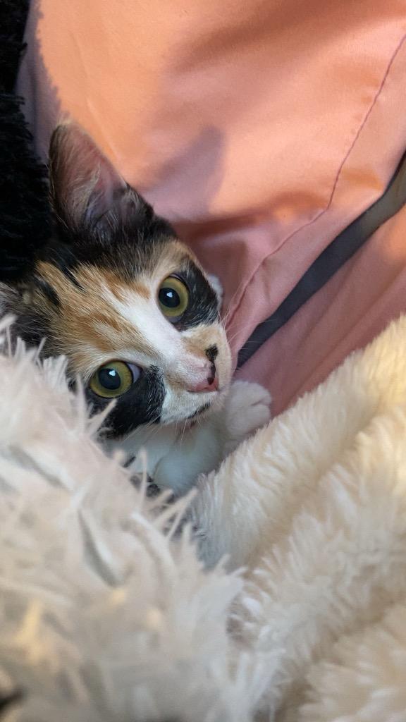 Nelly, a Adoptable mixed breed in New Braunfels, TX image 3/6