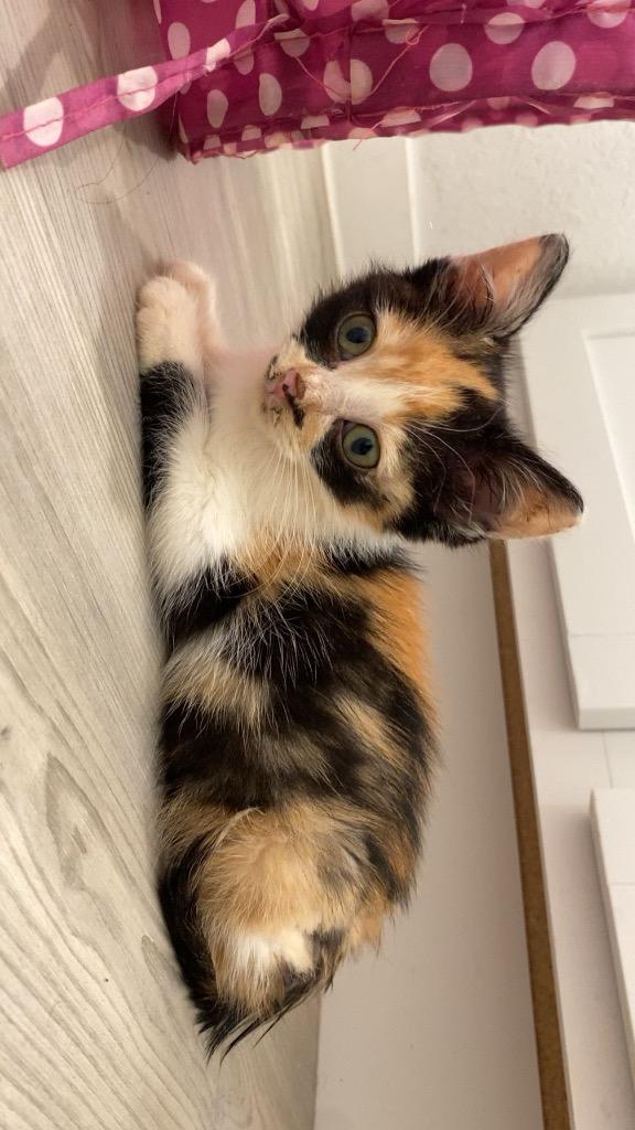 Nelly, a Adoptable mixed breed in New Braunfels, TX image 4/6