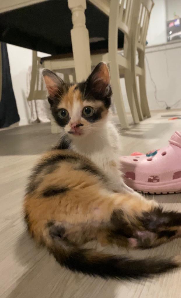 Nelly, a Adoptable mixed breed in New Braunfels, TX image 5/6